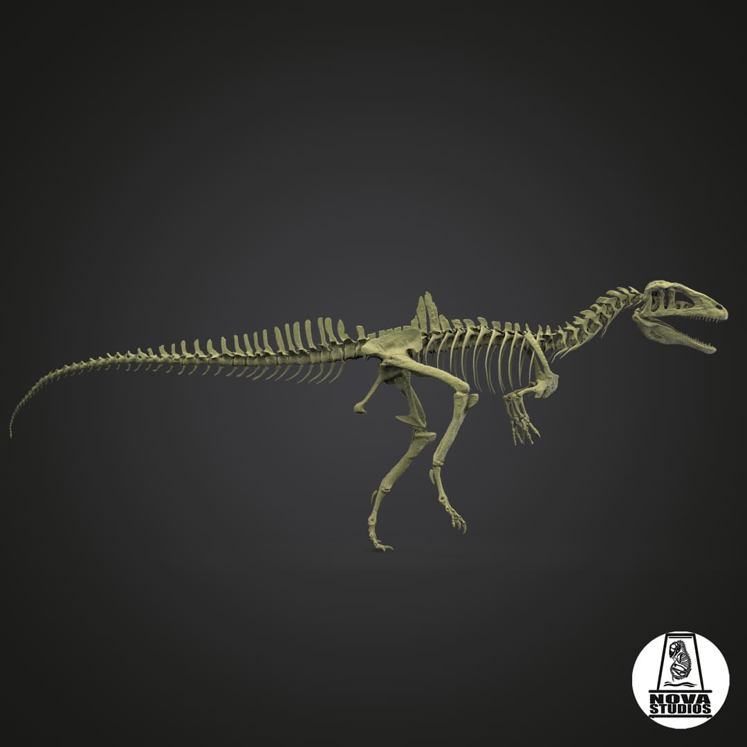 Concavenator corcovatus skeleton