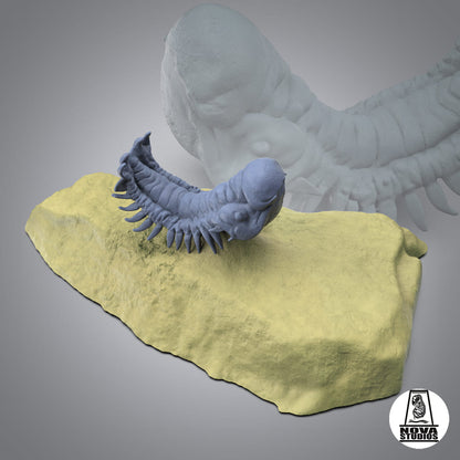 Crotalocephalina gibbus