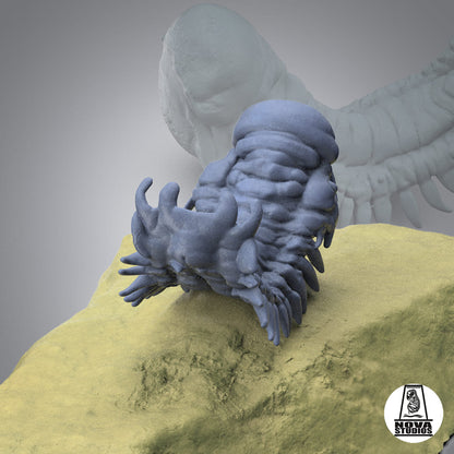 Crotalocephalina gibbus