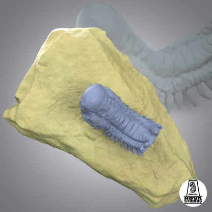 Crotalocephalina gibbus