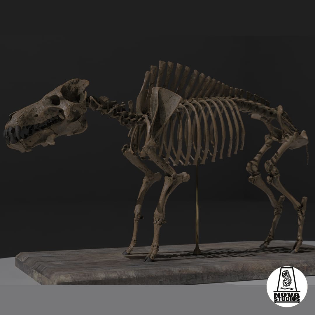Daeodon shoshonensis skeleton