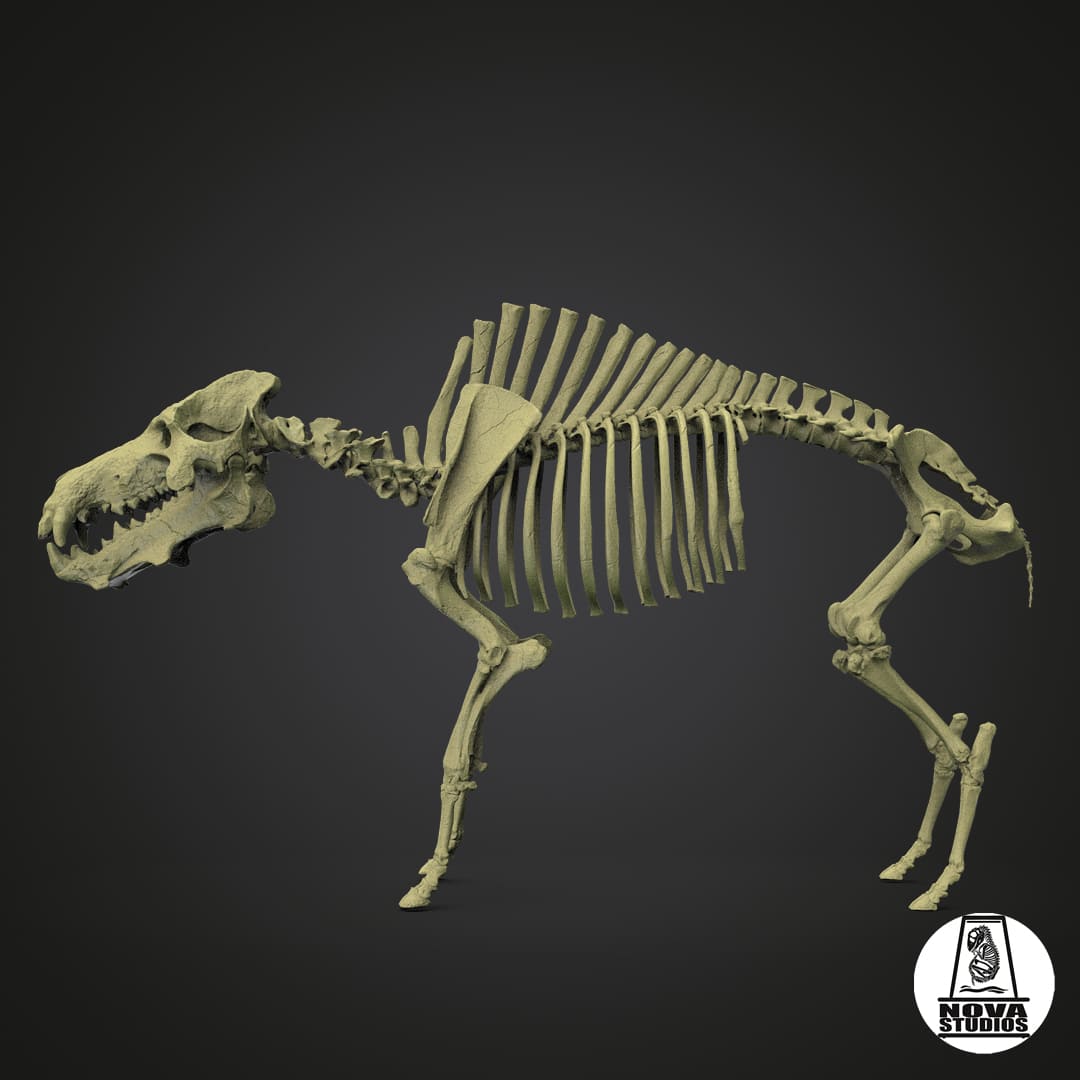 Daeodon shoshonensis skeleton