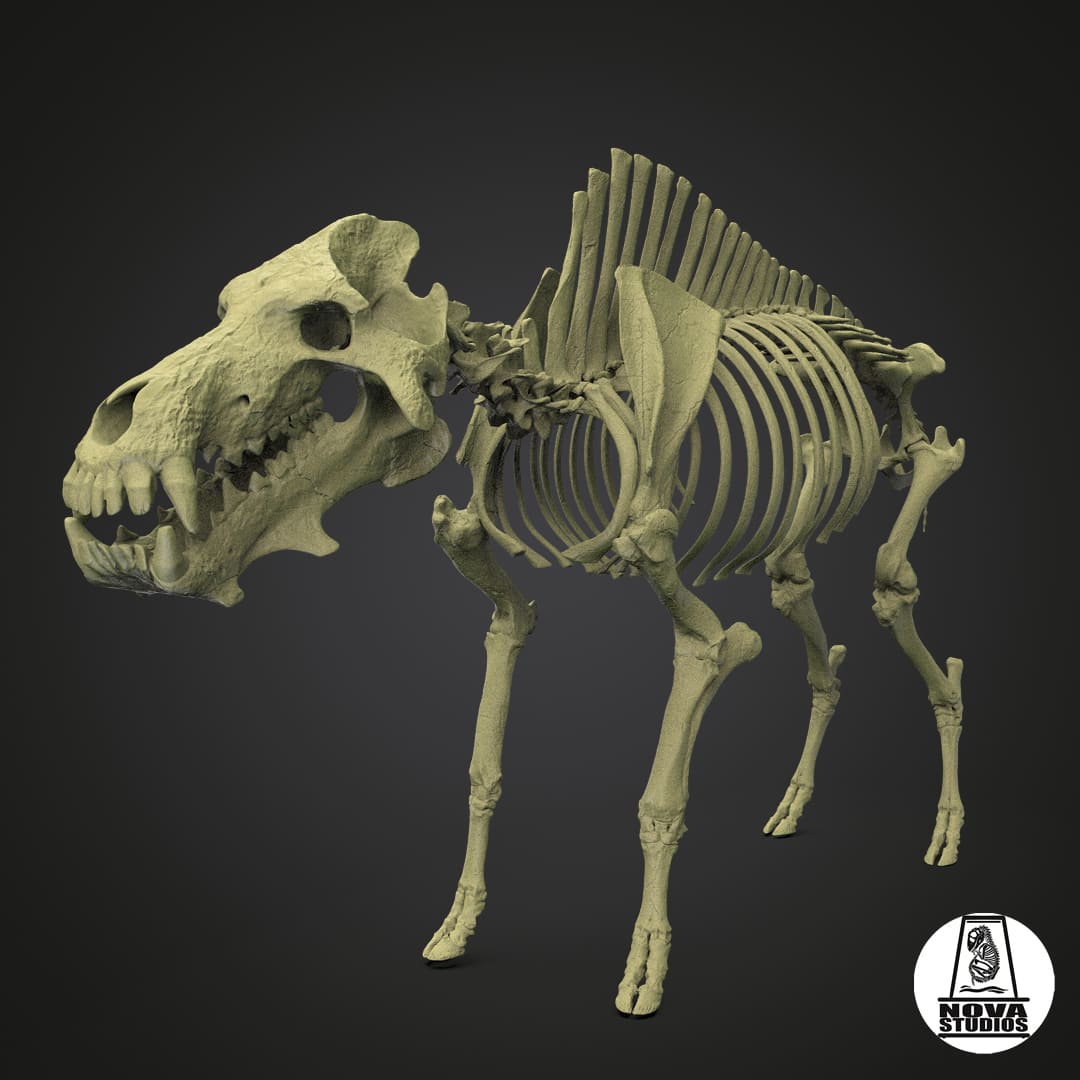 Daeodon shoshonensis skeleton