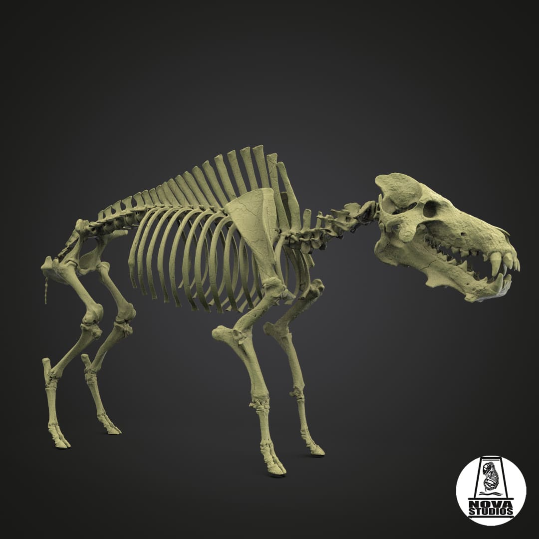 Daeodon shoshonensis skeleton