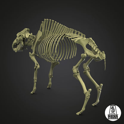 Daeodon shoshonensis skeleton