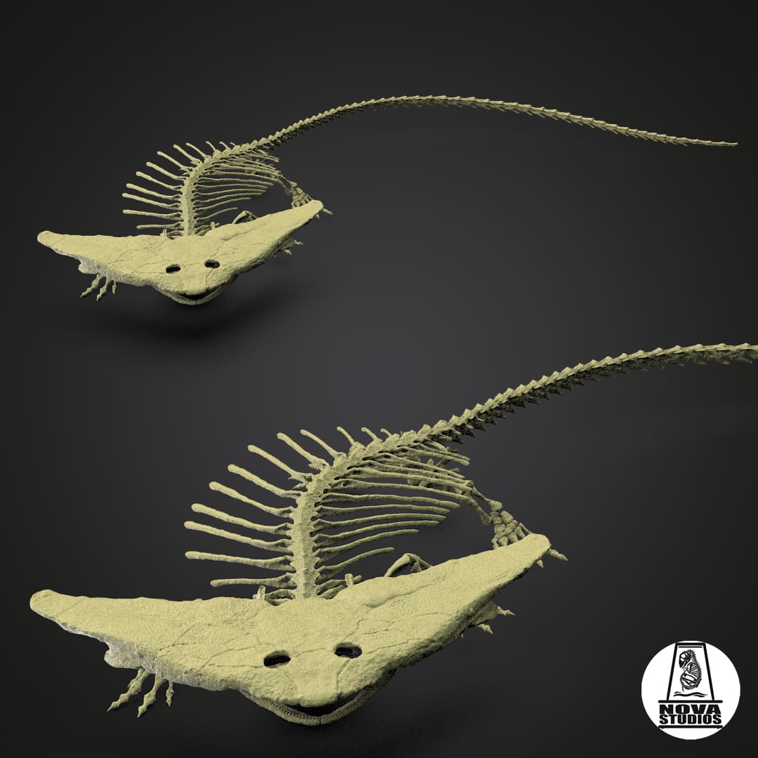 Diplocaulus magnicornis