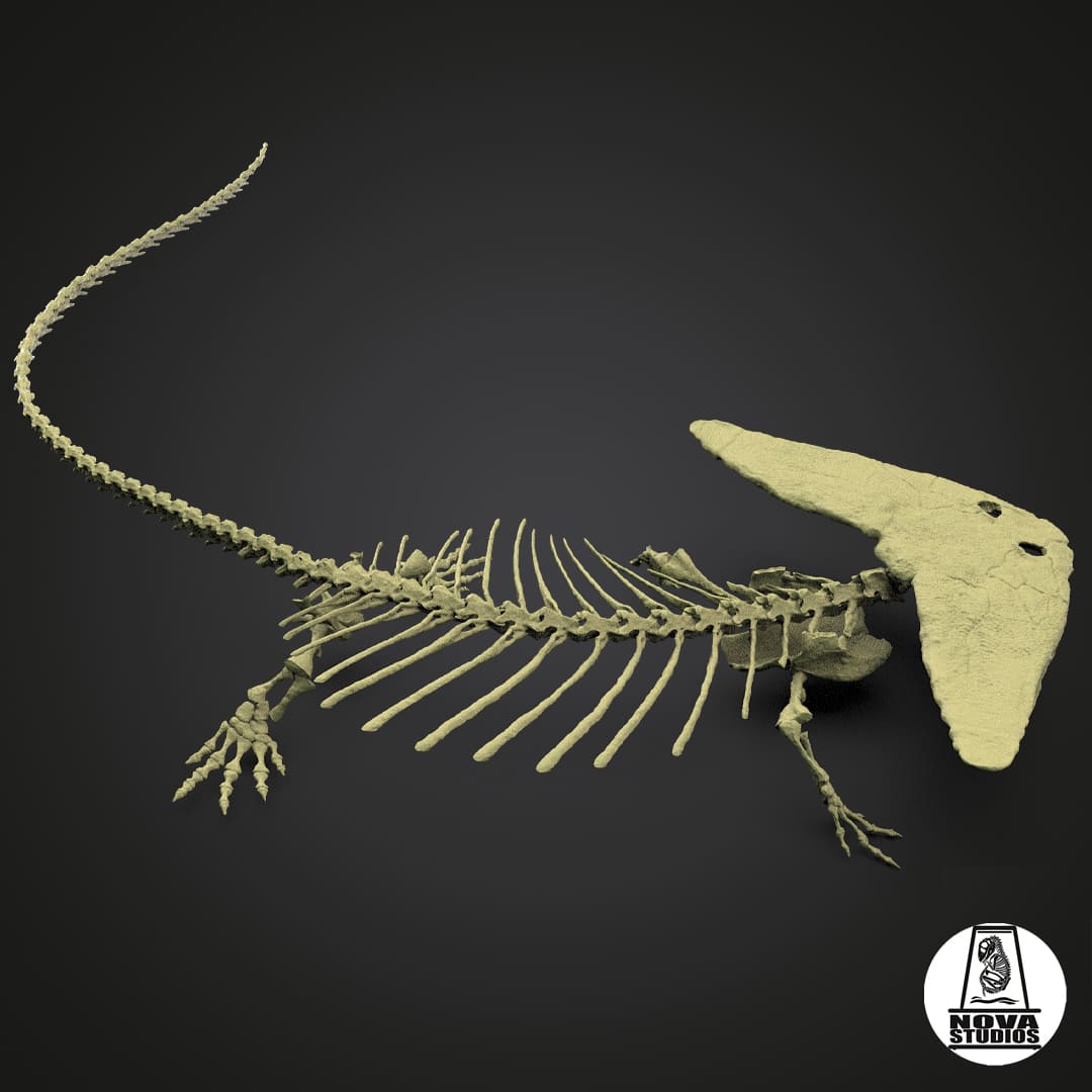 Diplocaulus magnicornis