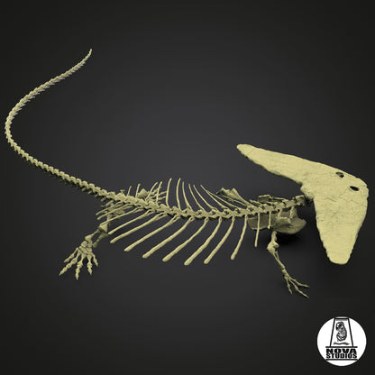 Diplocaulus magnicornis