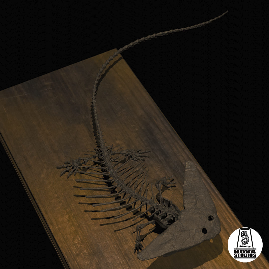 Diplocaulus magnicornis