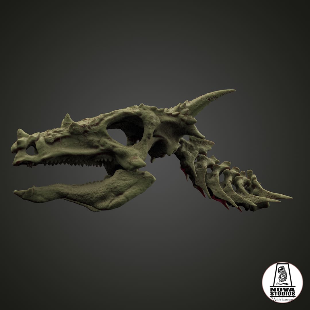 Dracorex-Schädel