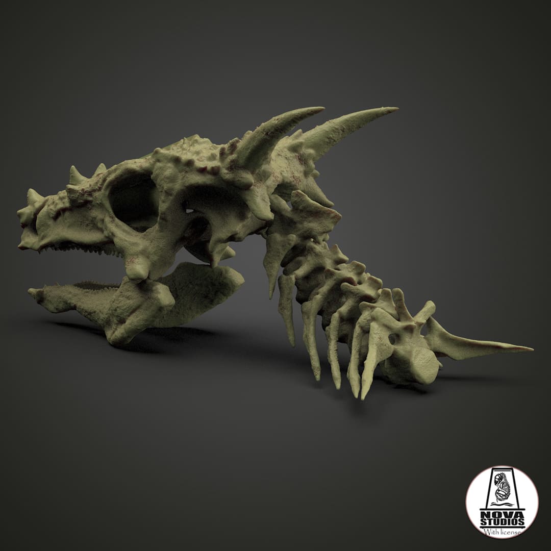 Dracorex Skull Dinosauria Creatures dracorex-skull-dinosauria-creatures
