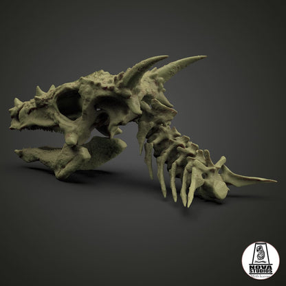 Dracorex skull