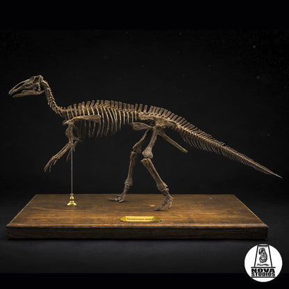 Edmontosaurus annectens Skeleton