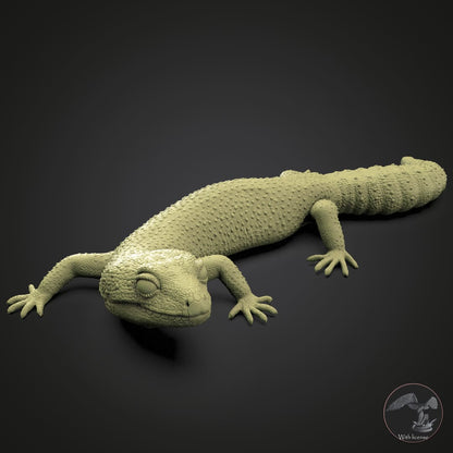 Eublepharis macularius (Leopardengecko)