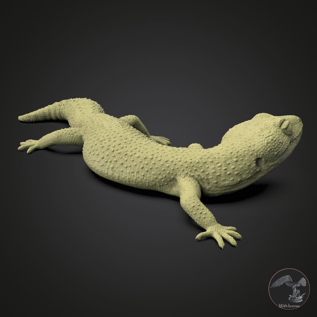 Eublepharis macularius (Leopardengecko)