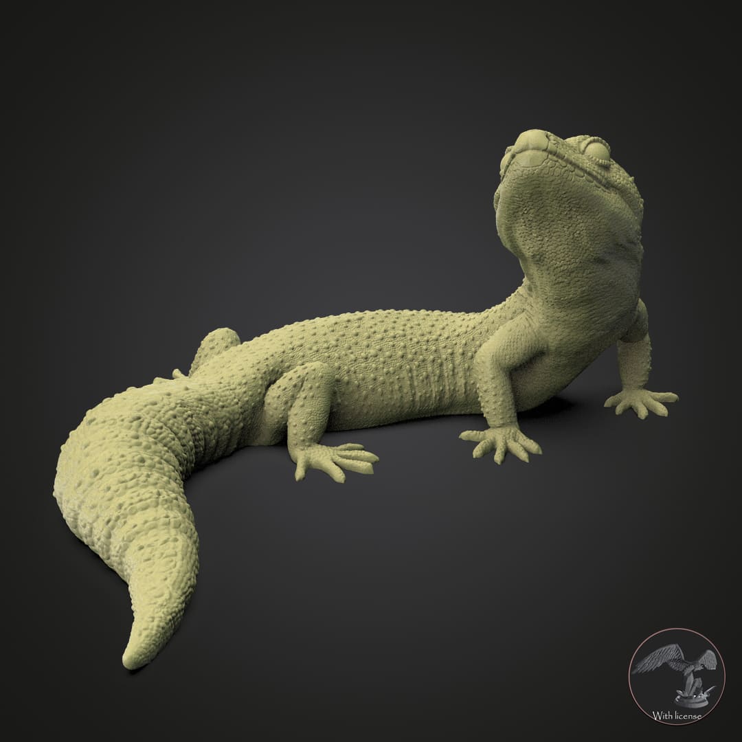 Eublepharis macularius (Leopardengecko)