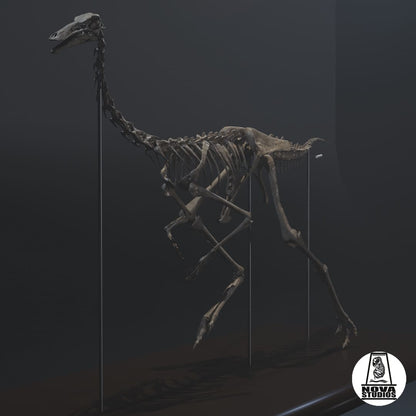 Skelett von Gallimimus bullatus