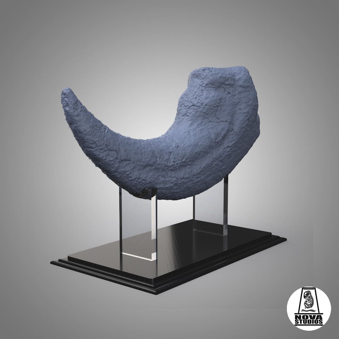 Suchomimus tenerensis (Claw)