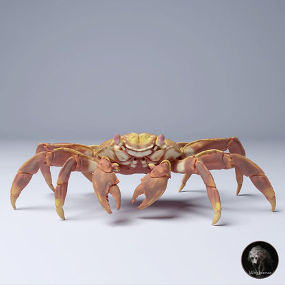 Grapsus grapsus (sally lightfoot crab)