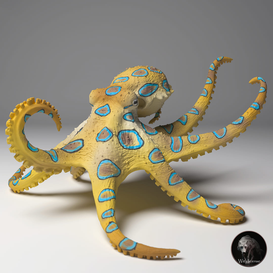 Hapalochlaena lunulata, Greater Blue-Ringed Octopus