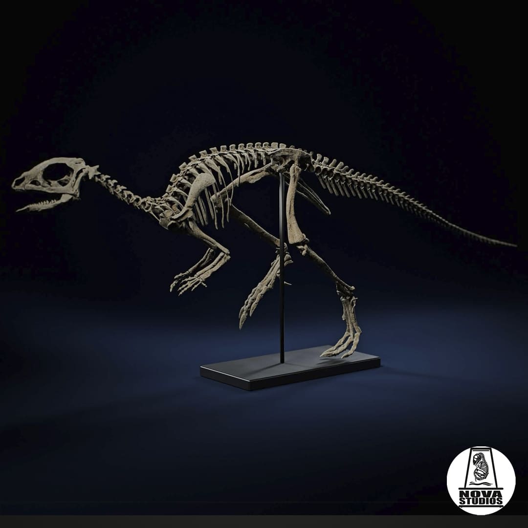 Jeholosaurus shangyuanensis