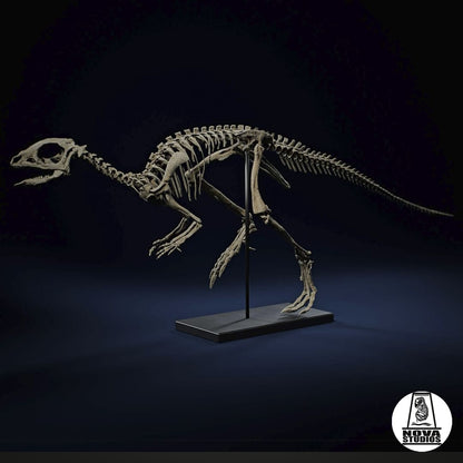 Jeholosaurus shangyuanensis