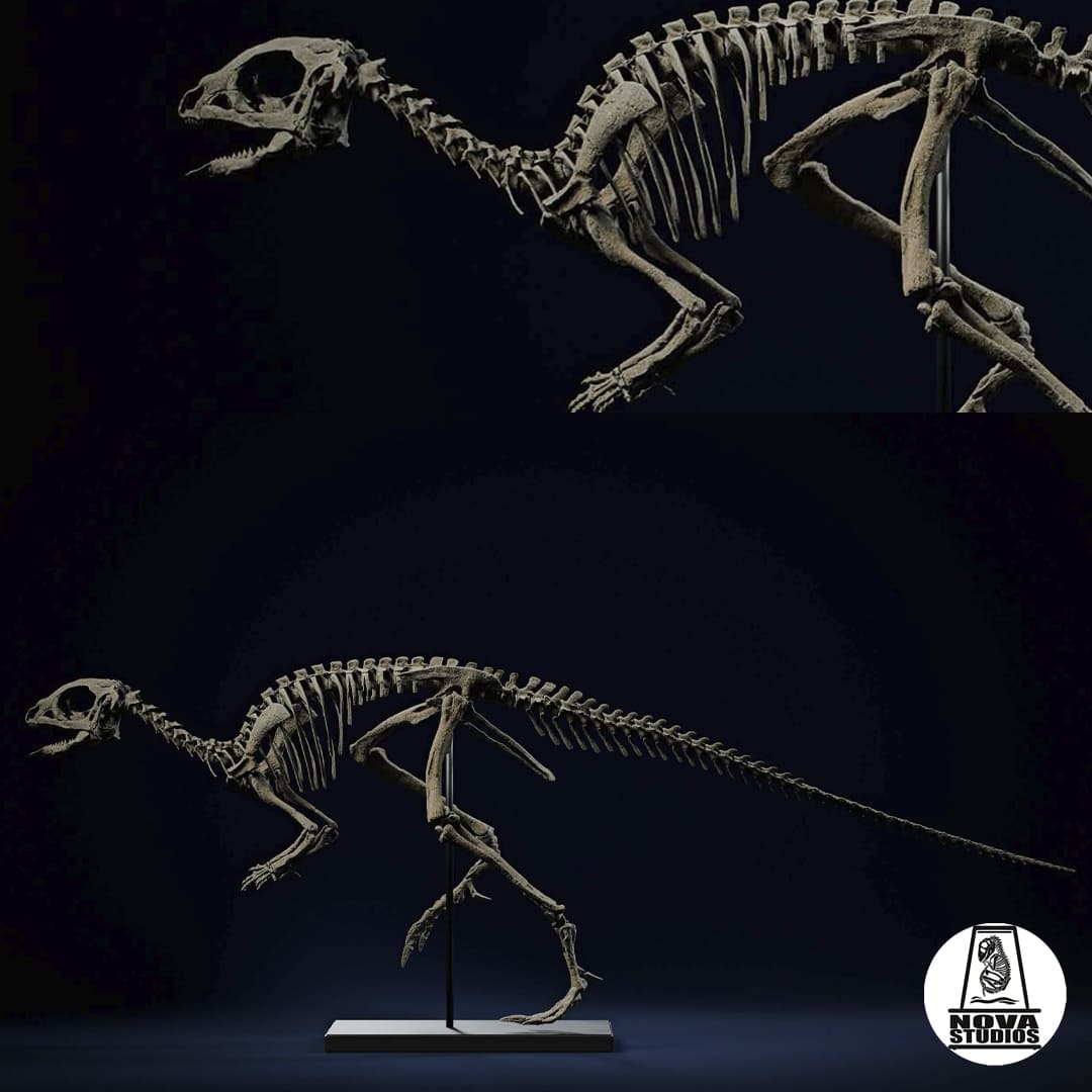 Jeholosaurus shangyuanensis