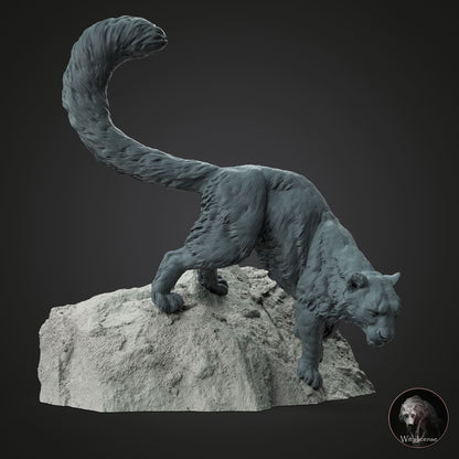 Panthera uncia (Schneeleopard)