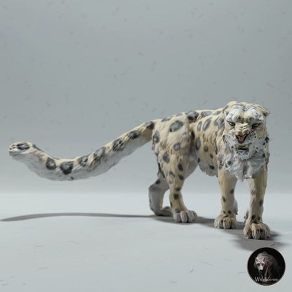 Panthera uncia (Schneeleopard)