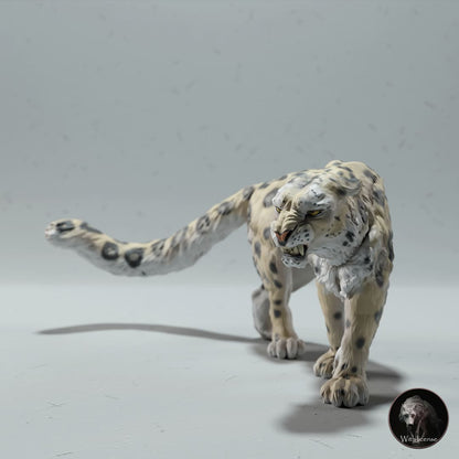 Panthera uncia (Schneeleopard)