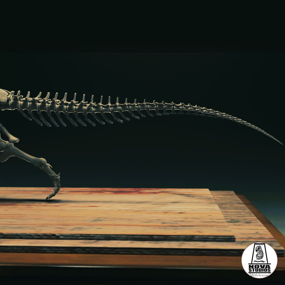 Majungasaurus crenatissimus Skelett