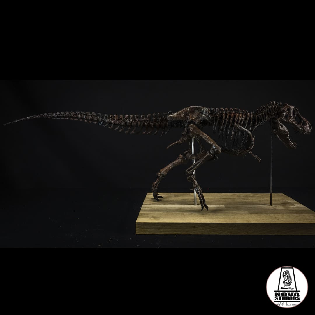 Tyrannosaurus rex "Monty"