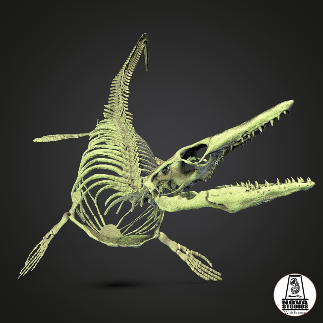 Tylosaurus Proriger