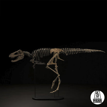 Nanotyrannus