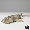 Orectolobus maculatus, Spotted wobbegong