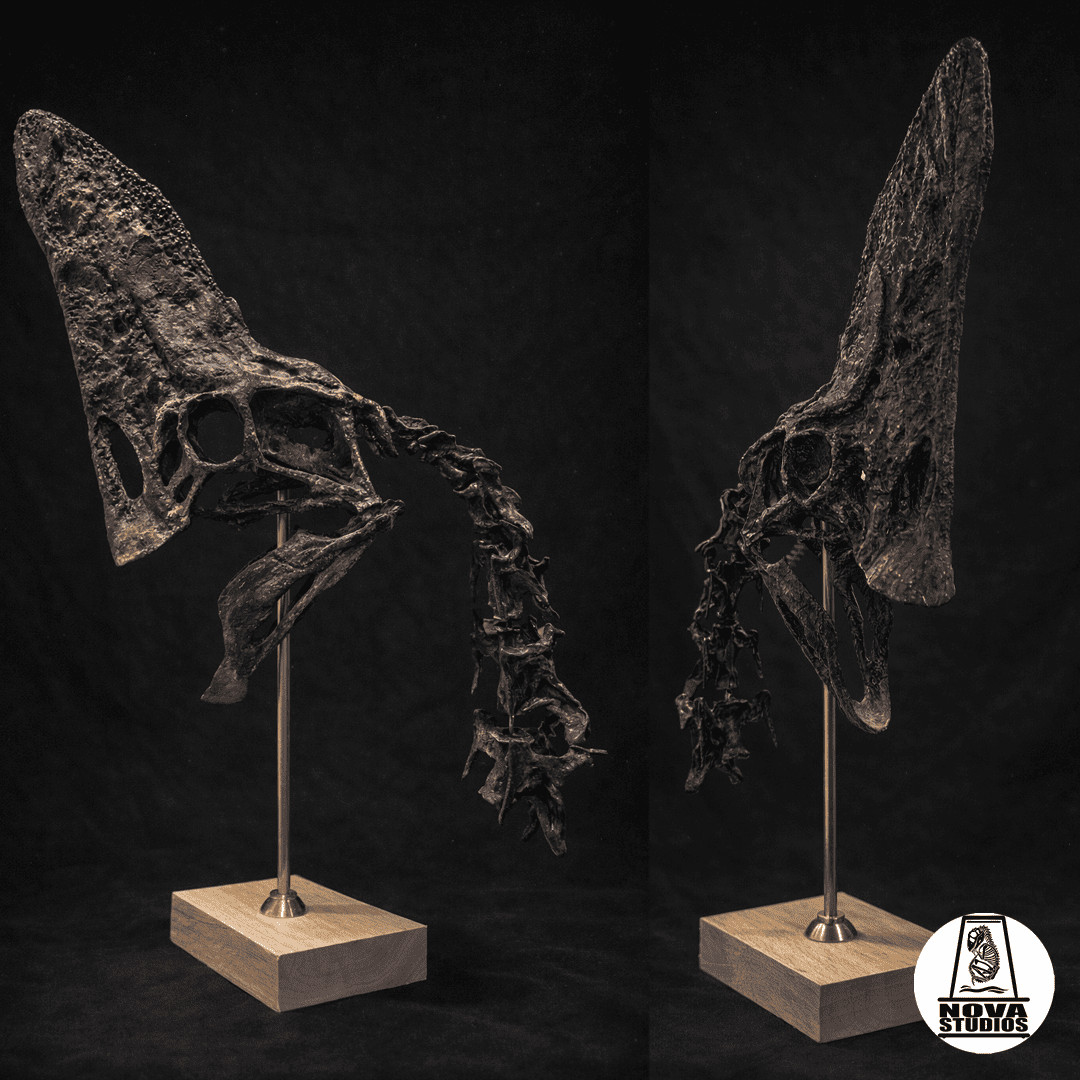 Schädel und Hals des Oviraptor „Spike“