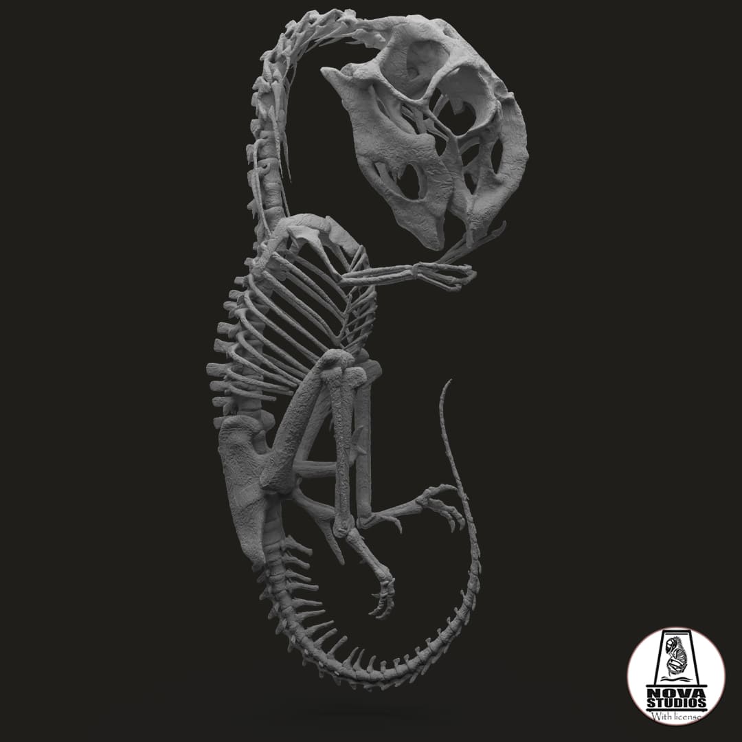 Oviraptor fetus