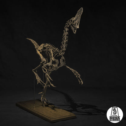 Oviraptor-Skelett „Spike“