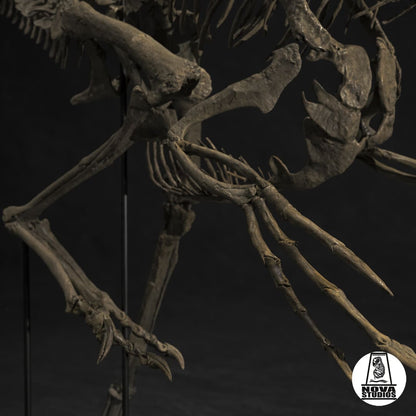 Oviraptor-Skelett „Spike“