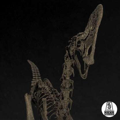 Oviraptor-Skelett „Spike“