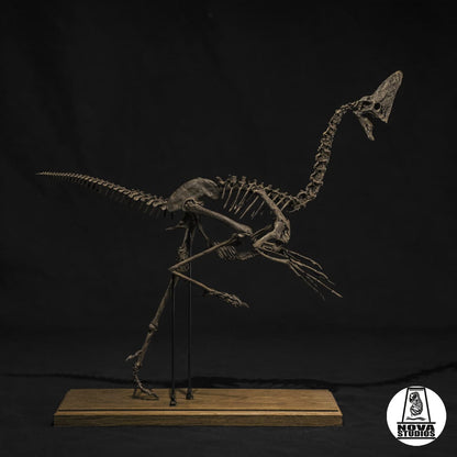 Oviraptor-Skelett „Spike“