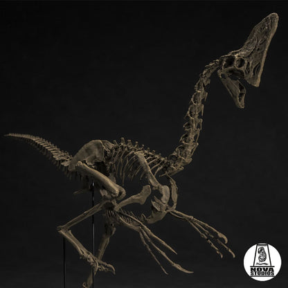 Oviraptor-Skelett „Spike“