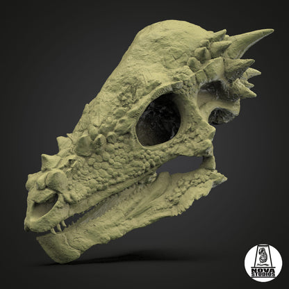 Pachycephalosaurus skull juvenile