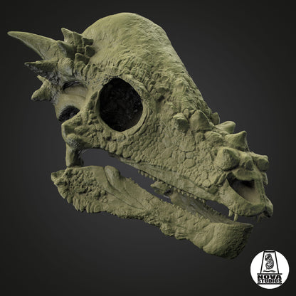 Pachycephalosaurus skull juvenile