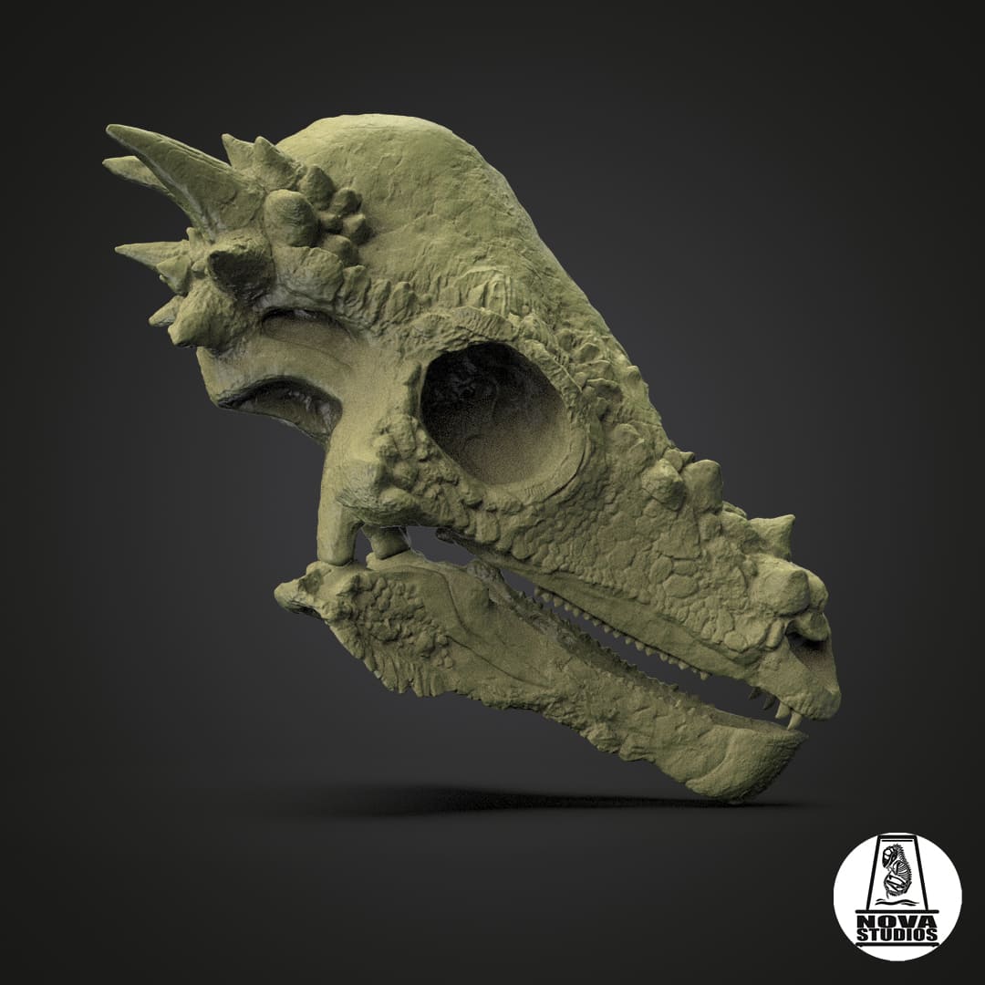 Pachycephalosaurus skull juvenile