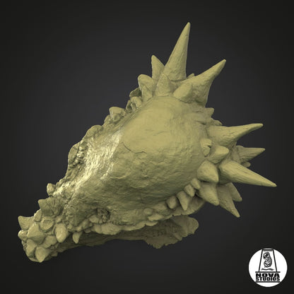 Pachycephalosaurus skull juvenile