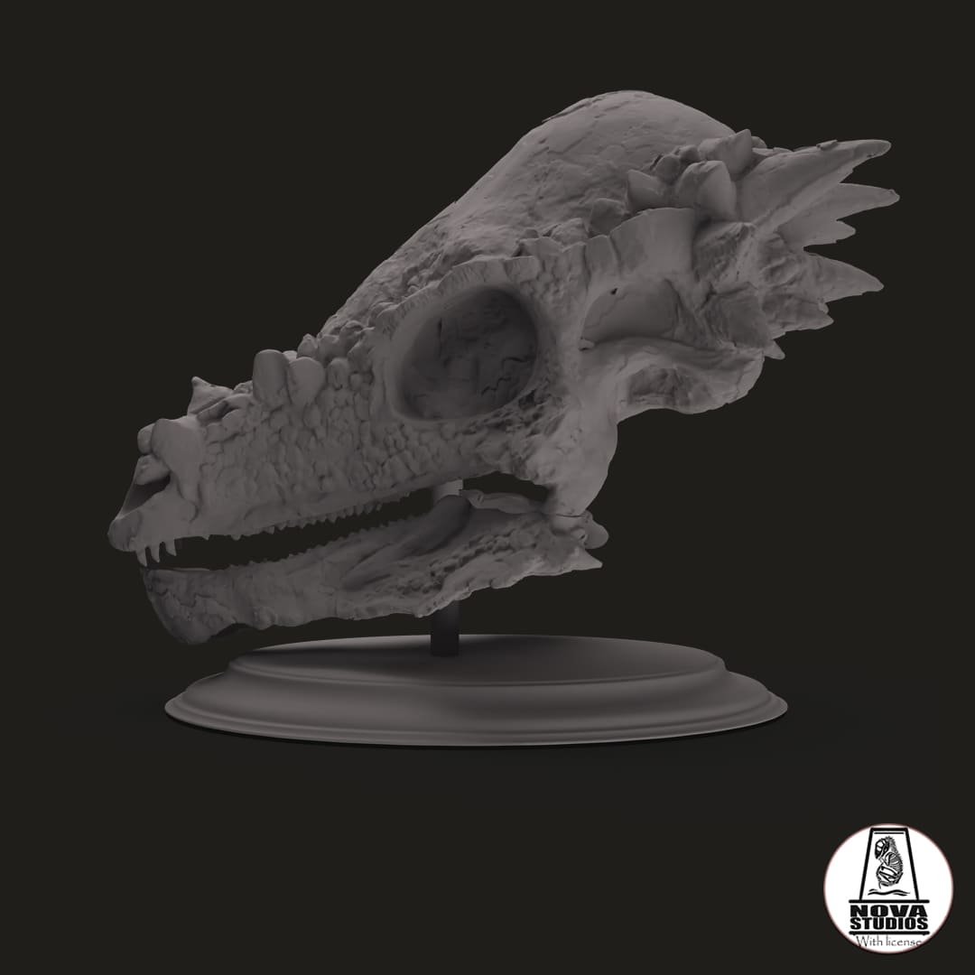 Pachycephalosaurus skull