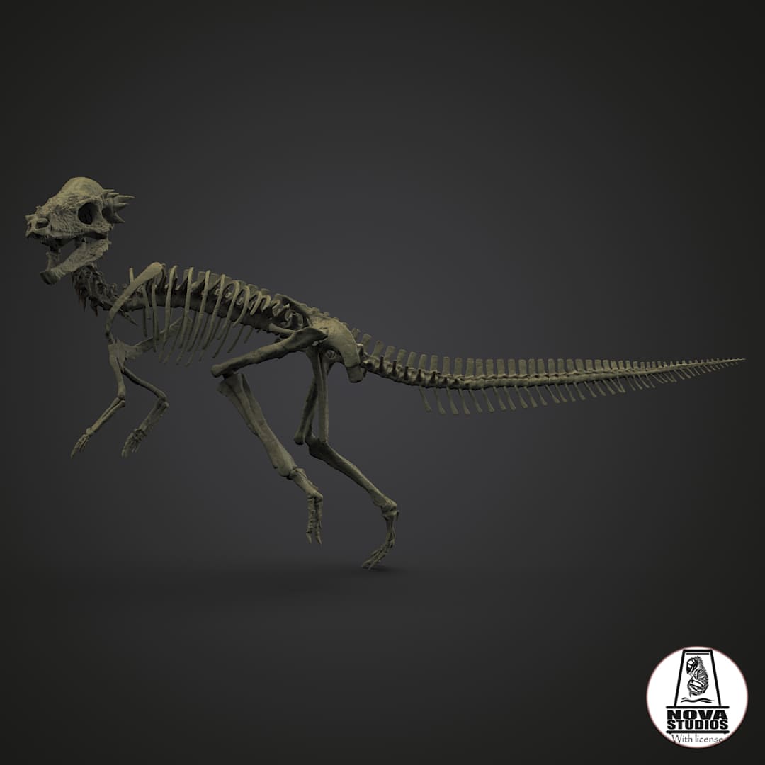 Pachycephalosaurus wyomingensis