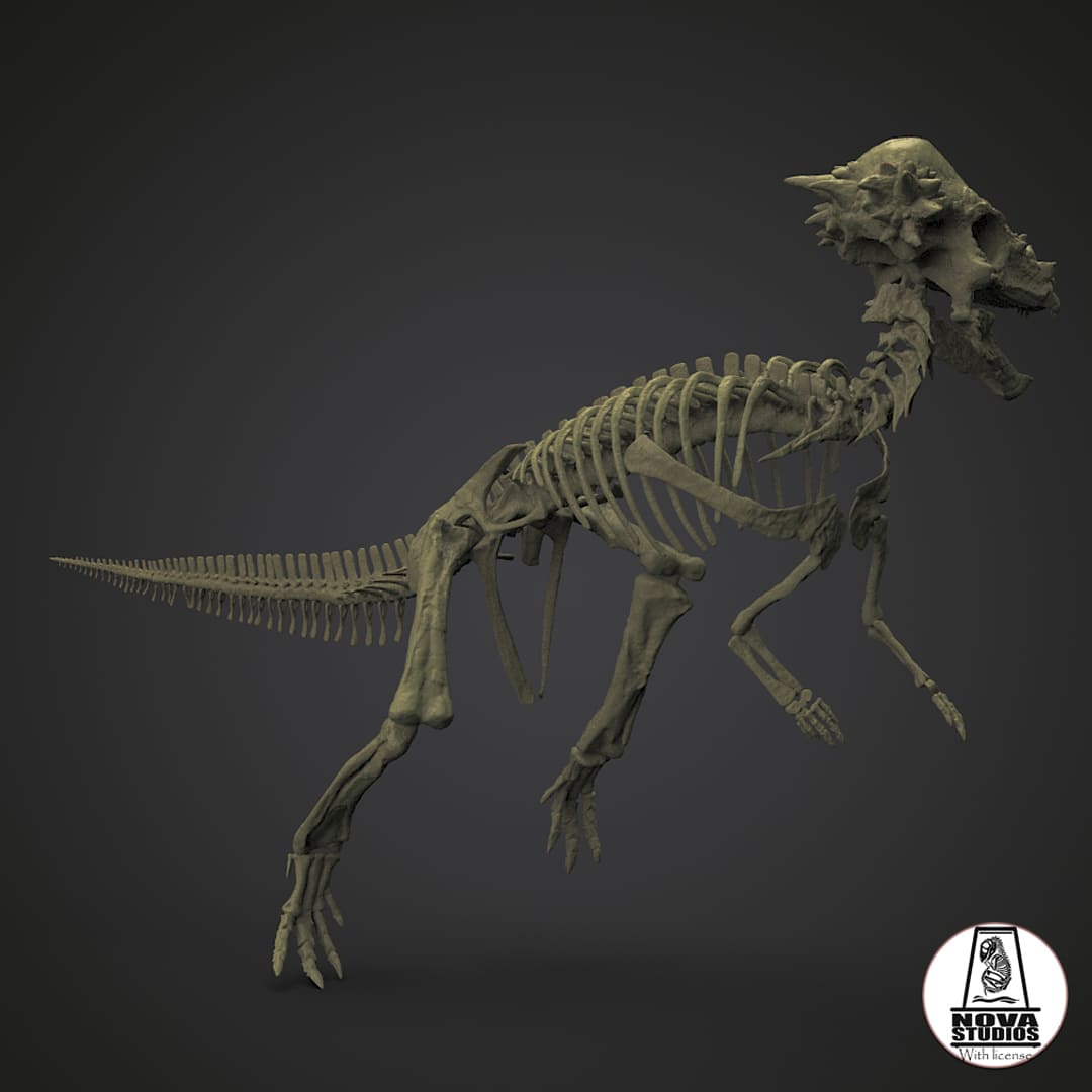 Pachycephalosaurus wyomingensis