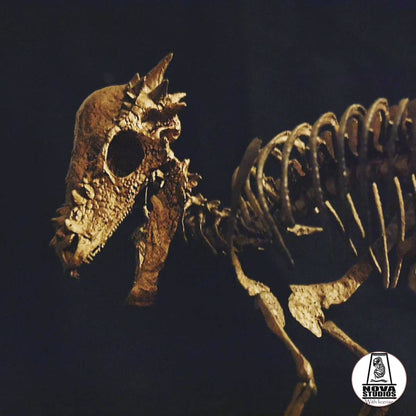 Pachycephalosaurus wyomingensis